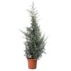 KENTIS - Cupressus Arizonica Fastigiata Glauca - Cipresso Azzurro - Piante Vere da Esterno da Siepe Sempreverdi - Giardino - H 125/150 cm Vaso Ø 24 cm