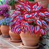 Generico 200 Hosta, Per Balcone o Giardino, Aspetto Naturale, Dona un Tocco di Eleganza e una Presenza Rassicurante