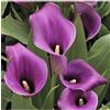 Generico Pianta di Calla Zantedeschia H 40cm vari colori (viola)