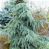 Vivaio di Castelletto Cedro dell'Himalaya piangente Cedrus deodara Feelin' Blue pianta innestata in vaso 1 litro Vivaio di Castelletto