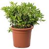 KENTIS - Pittosporum Tobira Nanum - Pitosforo Nano - Piante Vere da Siepe da Giardino - Pianta da Esterni Perenne - H 30/40 cm Vaso Ø 18 cm