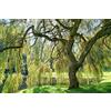 Vivaio di Castelletto Salice piangente di Pechino Salix matsudana tortuosa pianta in vaso h. 140/170 cm Vivaio di Castelletto