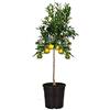 Generico Mandarino in Vaso Ø20 cm - Agrume Dolce e Profumato - Prodotto in Sicilia dal Vivaio uJardinu - Pianta Sempreverde da Esterno e Terrazzo