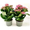 POWERS TO FLOWERS - KALANCHOE CALANDIVA ROSA BICOLORE, VARIETA OAKLY, Set 2 PIANTE, Vaso 11cm, piante vere