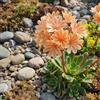 Bloomique - Set di 3 - Lewisia Cotyledon Elise - Bitterwort - Ricca fioritura - Resistente al freddo invernale - Perenne - Altezza 10-20 cm - Vaso 9 cm