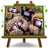 EURO PLANTS VIVAI Marroni Euro Giapponesi var Bouche de Betizac | Altezza 120-150 cm Vaso 15×15 cm