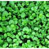 Generic 20 Menthe corse Mentha Requienii Herbe parfumée Couvre-sol Graines de fleurs