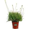 eGarden.store Pianta di Bulbinella Gialla Pianta di Bulbine Frutescens pianta da esterno pianta succulenta pianta a fiore giallo pianta ornamentale di Bulbine Frutescens pianta vera venduta da eGarden.store