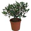 Generico Ulivo in Vaso Ø15 cm - Prodotto in Sicilia dal Vivaio uJardinu - Pianta di Ulivo da Esterno - Ornamentale e Resistente