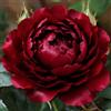 BUUYOSE Bulbi di peonia perenni resistenti nel Regno Unito/bassa manutenzione/adatti agli impollinatori/crescono in letti, bordi e vasi da terrazzo/eccellenti lampadine Display-D-2