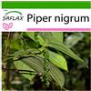 SAFLAX - Pepe - 20 semi - Con substrato - Piper nigrum