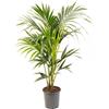 GardenersDream Palma di Kentia - Howea forsteriana | Purificatore d'aria per interni | Pianta da interno in vaso alto