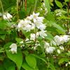 Generico Deutzia Magnifica, 2 piante alte 40/60 cm, vaso 16
