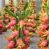 Vivai VALTELLINA 1 PIANTA DI PITAYA ROSSA, 30-40 CM, FRUTTO DEL DRAGO, VARIETA' AUTOFERTILE JINDU N1/GUYUTE VIVAI VALTELLINA