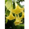 eGarden.store Pianta di Datura Arborea o Brugmansia Arborea pianta ornamentale da esterno con fiori grandi di vari colori pianta vera venduta da eGarden.store (Giallo)