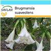 SAFLAX - Confezione regalo - Trombone d'angelo/Bianco - 10 semi - Brugmansia suaveolens