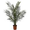 Generic Phönix Canariensis - Palma da dattero canarino, altezza ca. 180 cm, diametro 24 cm, pianta esotica per camera e giardino