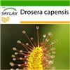 SAFLAX - Drosera - 200 semi - Con substrato - Drosera capensis