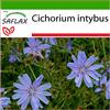 SAFLAX - Cicoria comune - 250 semi - Con substrato - Cichorium intybus