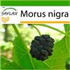 SAFLAX - Gelso nero - 200 semi - Con substrato - Morus nigra