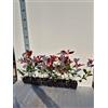 Generico Photinia x Fraseri Red Robin (Fotinia Red Robin) - 10 Piante Adatte Per Siepi e Bordure - Vivai Giulian Giovani Piante