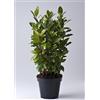 Vivaio di Castelletto Alloro Laurus nobilis 3 piante aromatiche sempreverdi da siepe in vaso ø14 cm h. 30/40 cm Vivaio di Castelletto