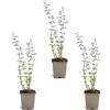 Bloomique - Set di 3 - Nepeta Walker's Low - Pianta Ornamentale gatta - Resistente - Perenne - Amica delle api - Altezza 10-20 cm - Vaso da 9 cm