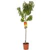 Vivaio Garden Forest, Nettarina Fairlane (Pesco Noce) - Albero da frutto, Nettarine medio-grosse a buccia liscia, Polpa gialla dolce non spicca, Ideale per consumo fresco e dolci