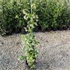 Generico Gelsomino Rampicante, 10 piante alte 100/120 cm, vaso 16, per 8-12 metri di siepe