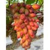 VJIDOSO Mix di uva da vino, vigneto resistente al freddo, decorazione da giardino, uva da tavola, resistente perenne, ampia applicazione, fruttata, profumata. - 4 pezzi - H