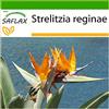 SAFLAX - Uccello del paradiso - 5 semi - Con substrato - Strelitzia reginae