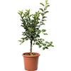 KENTIS - Pianta Melo Nano - Malus Domestica - Piante da Frutto da Giardino - Pianta Vera da Esterno - Vaso da Coltura Ø 24 cm