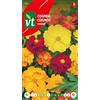 Arborix Semi di Cosmos Polidor - Fiori semidoppi in colori brillanti