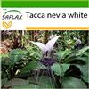 SAFLAX - Fiore pipistrello gigante - 10 semi - Con substrato - Tacca nevia white