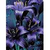 VJIDOSO Lilium tuberi di cipolle, cipolle perenni, resistenti all'inverno, decorativi, grazia, gigli in vaso, gigli a cipolle resistenti all'inverno, ottima decorazione
