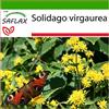 SAFLAX - Verga d'oro - 100 semi - Con substrato - Solidago virgaurea