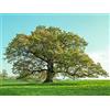 Vivaio di Castelletto Farnia Quercus robur quercia comune pianta in vaso 1 litro h 1 metro circa cm Vivaio di Castelletto