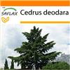 SAFLAX - Garden in the Bag - Cedro dell Himalaya - 35 semi - Cedrus deodara