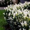 le Georgiche Vivai le Georgiche - Pianta vera di Euonymus japonicus Paloma Blanca Euonymus japonicus 'Lankveld03' Evonimo del Giappone - vaso Ø 18 cm - altezza alla vendita 20-30 cm