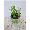 Gasa Stevia pianta di stevia su vaso cm 12 in confezione da 5 piante