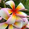 Generic semi di plumeria rubra, frangipane, giardino vecchie varietà decorazione da giardino per esterni rare arbusti arbusti resistenti balcone 30pcs