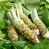 Generic Semi di wasabi, semi regali per gli amanti del giardino prodotti sostenibili aromatiche da cucina verdi aromatiche rare 100pcs