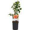 Plantenboetiek.nl Rosa rampicante - Rosa Orange Climber - Fiore arancione - Bassa manutenzione - 2 piante - 30-40cm - Ø10cm - Pianta da giardino