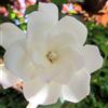 le Georgiche Vivai le Georgiche - Pianta vera di Gardenia jasminoides Double Mint - vaso Ø 19 cm - altezza alla vendita 40-60 cm