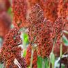 Generic Semi di sorgo biologico Semi di sorgo biologico Bicolor - Serie Rara - resistente all'inverno per balconi resistenti 45pcs