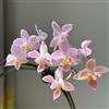 Generic 30 Pc Semi Di Phalaenopsis - Orchidea Farfalla - Decorazione Da Giardino Per Esterno, Piante Da Balcone Comprare Semi Di Orchidea, Fiori Di Campo Fiori Da Balcone, Semi Di Fiori Recisi