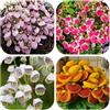 Generic semi di calceolaria - giardino coperto 150pcs