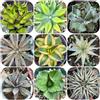Generic Semi di Agave americana, decorazione da giardino per esterni da giardino roccioso resistenti verdi rare semi per aiuole rialzate e perenni 125pcs