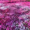 Generic Semi di Phlox da tappeto - giardino roccioso resistenti Phlox subulata - giardino da balcone resistenti di decorazione 600pcs