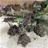 Generic shiso d'appartamento rare Perilla frutescens aromatiche invernali invernali, aromatiche da giardino organiche per la copertura del terreno 450semi